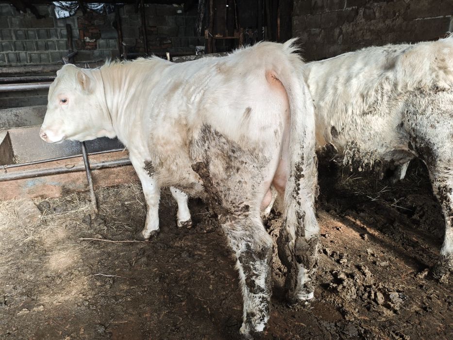 Аулиеколь бык производитель