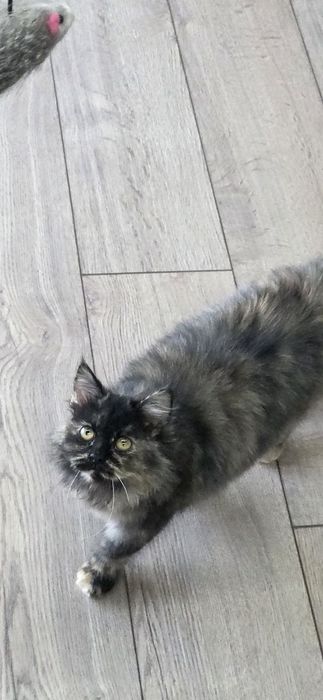 Котенок девочка Ташкент