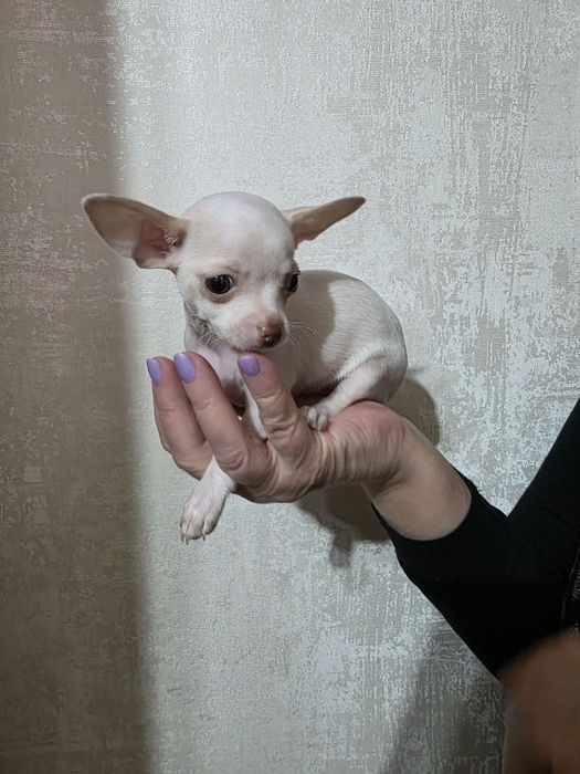 Мини-чихуахуа девочка