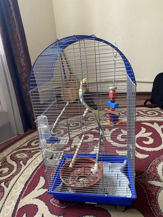 попугай,корелла клетка в подарок