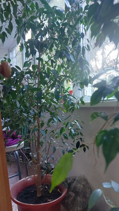 Продам фикус бенджамина