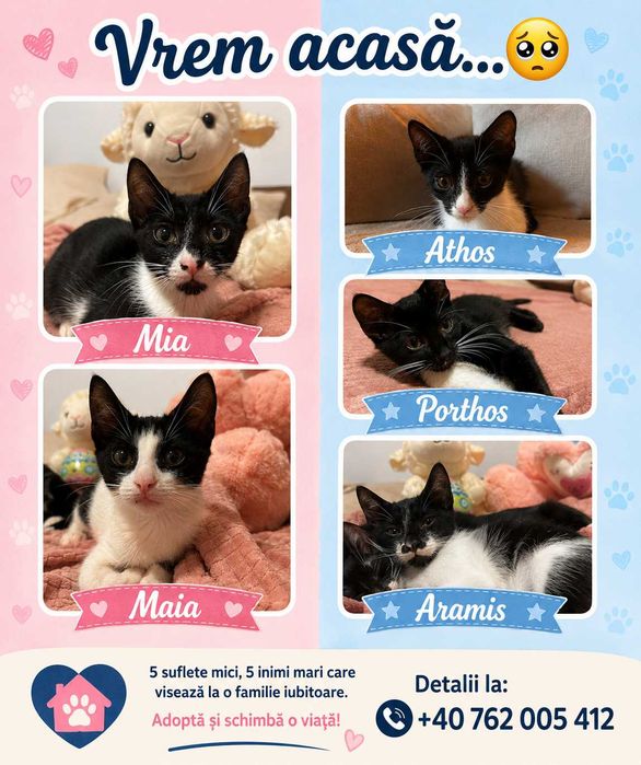 5 pui de pisica pentru adopție