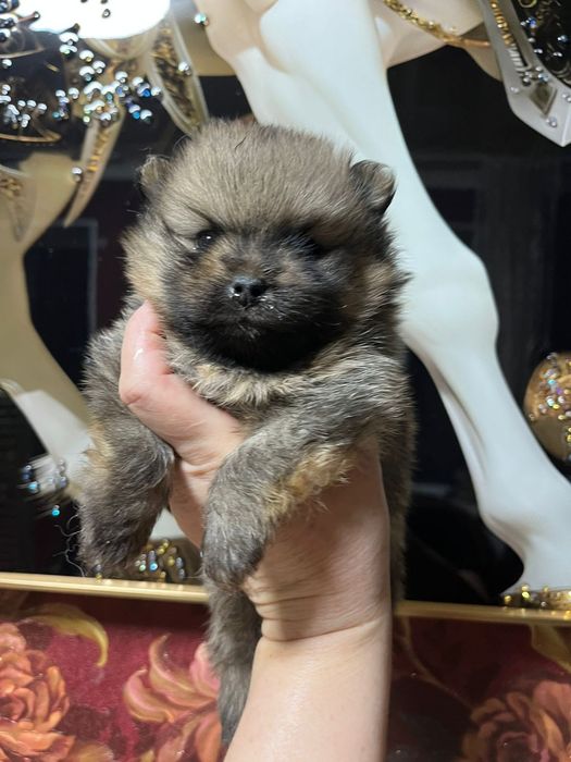 Шпиц мальчик рыжий