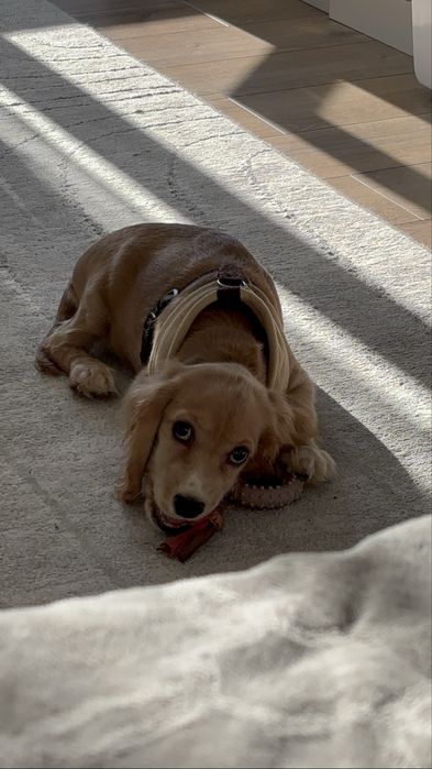 Кокер шпаньол на 6месеца