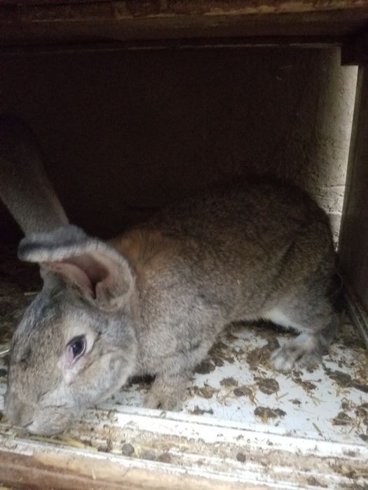 Flandr bolalari sotiladi 1oylik dan 45kunlikgacha