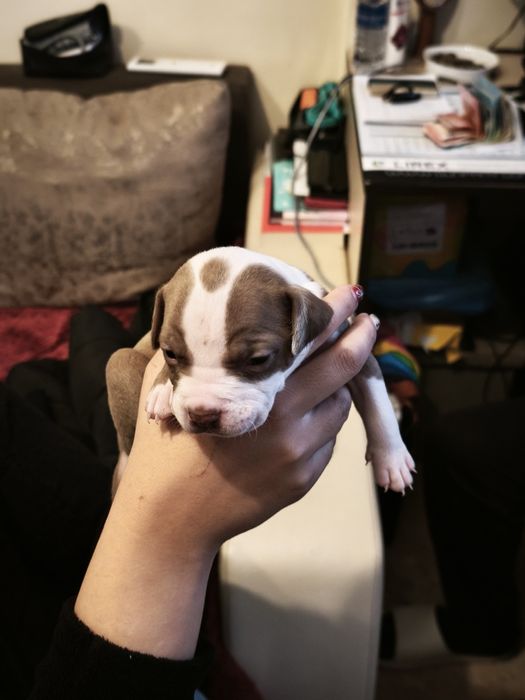 Питбулчета бебета