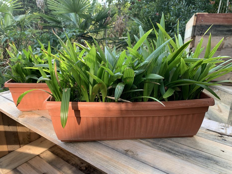 Саксия с Млади Палми трахикарпус