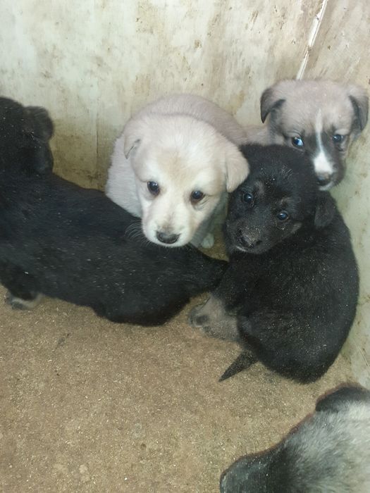 Отдаём милых щенят в добрые руки.