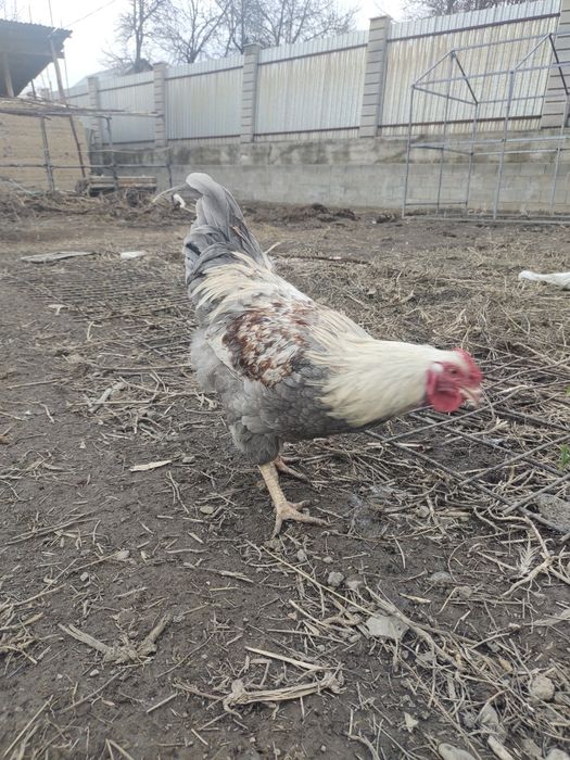 Продам инкубационные яйца