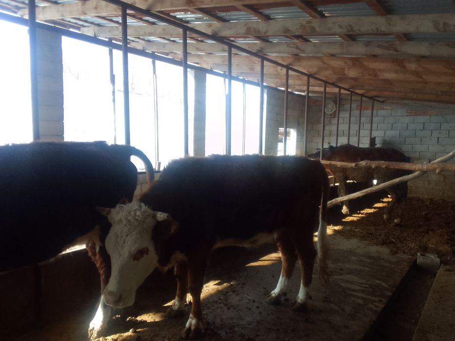 Бордақыланған сиырлар