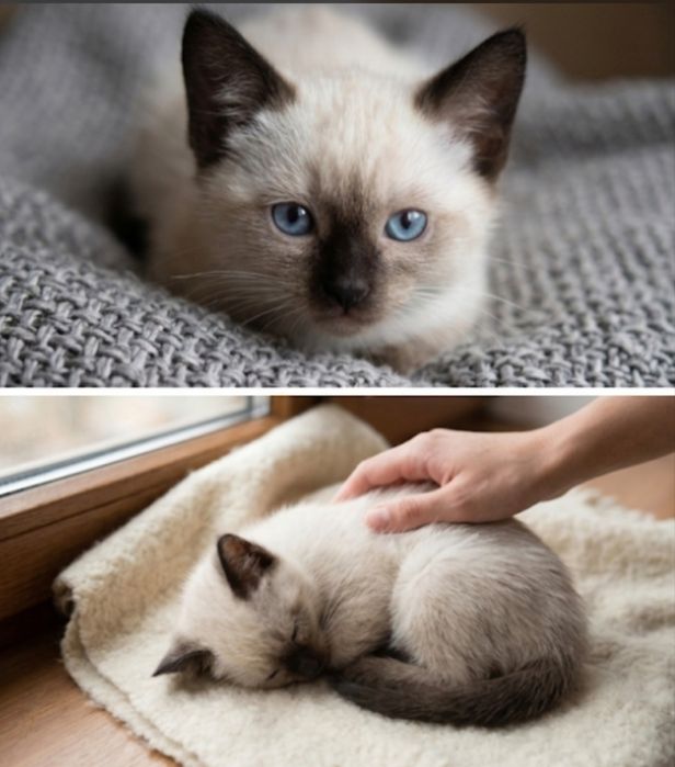 Сиамские котята домашние