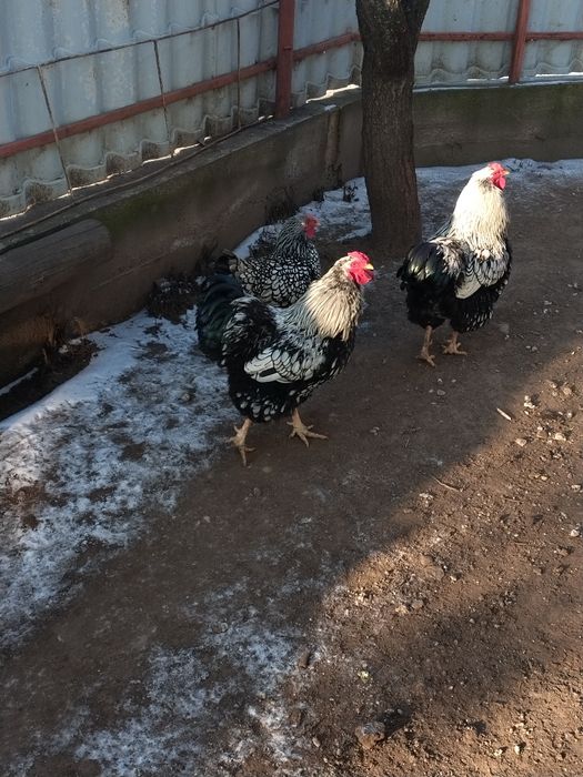 Vând cucoș wyandotte