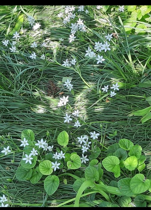 Продаются цаеты.