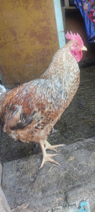 Петух, атеш, әтеш