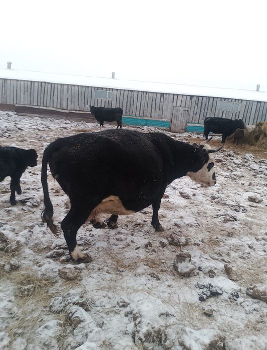 Продам стельных коров