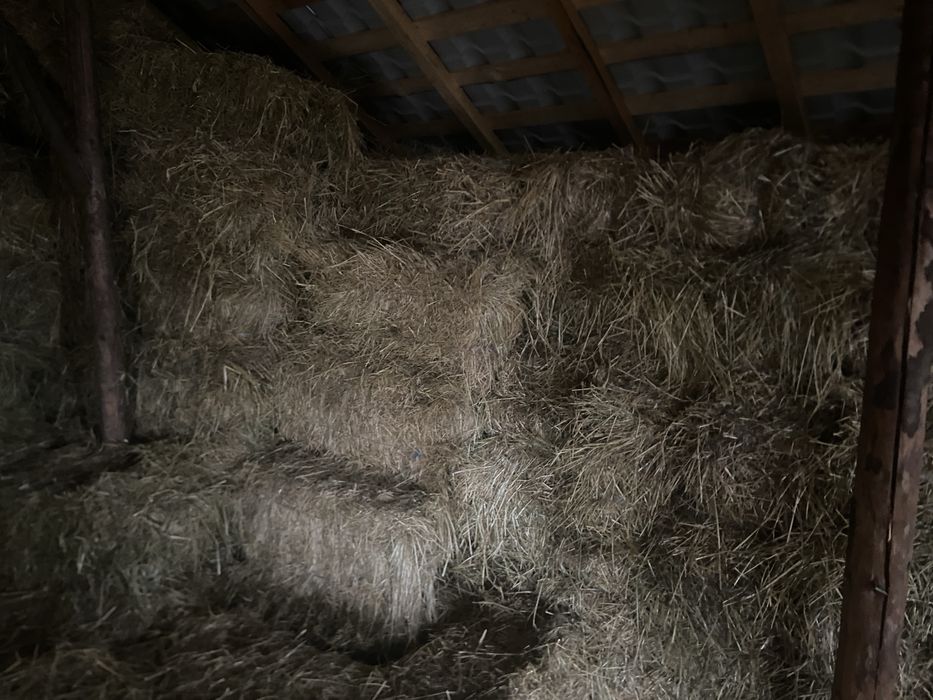 Baloți de fân de vânzare