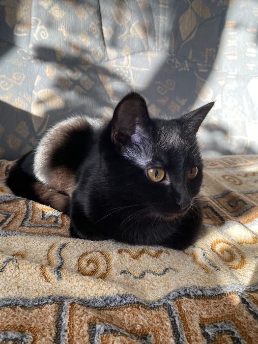 Отдам кошечку в добрые руки