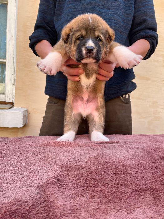 Щенок туркменского Алабая ( чистокровный )