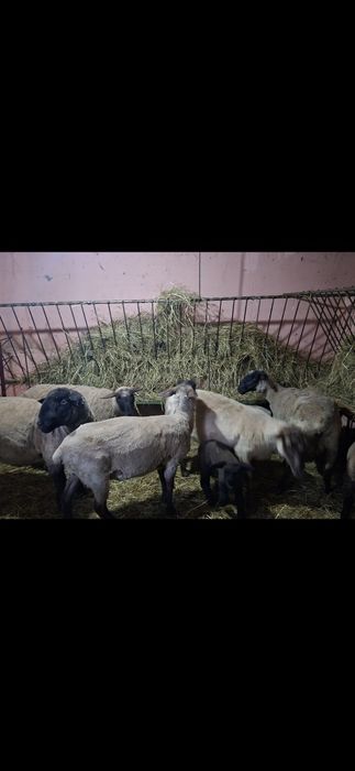 Vând oi suffolk și texel cu miei dupa ele