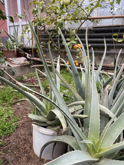 Алоэ вера многолетние