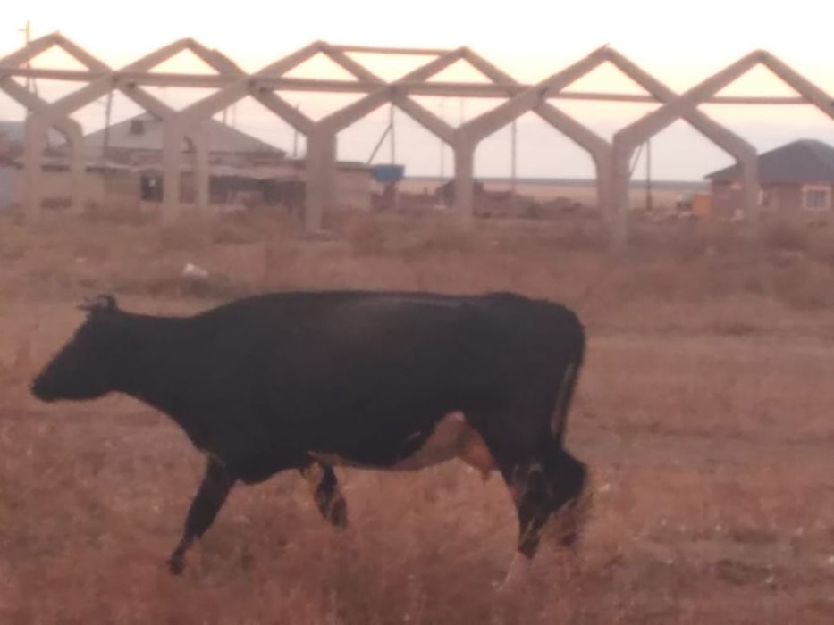 продаются две молочные коровы без торга