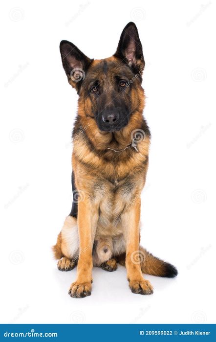 Строчно овчарка сучка 3мес  (фото с интернета)