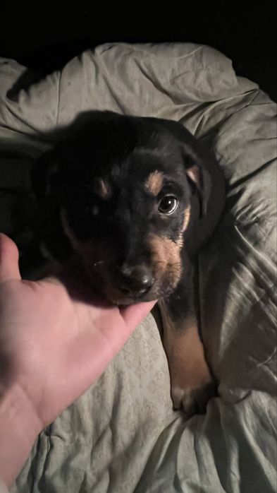 Щенки щенок собака