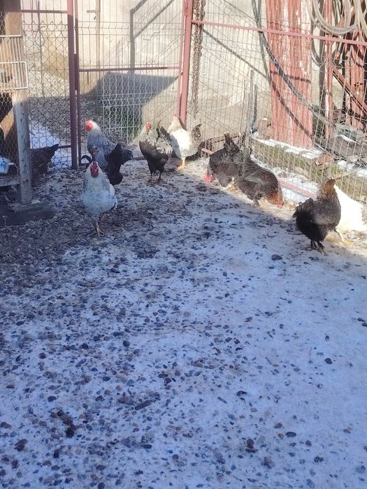 Vând cocoși de anul trecut