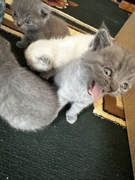 мушукчалар шакландискы