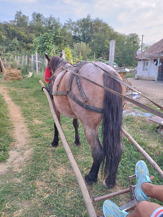 Vând iapa garantata la caruța