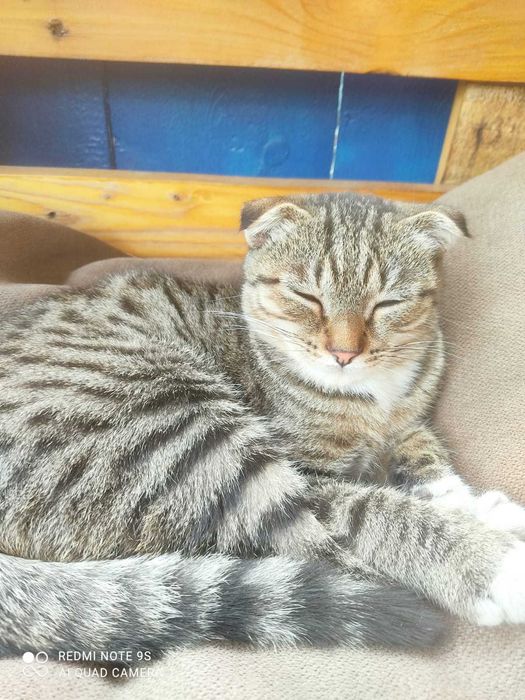 кошечка 4 месяца в дар