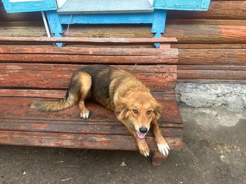 Собака, самка, 1 год