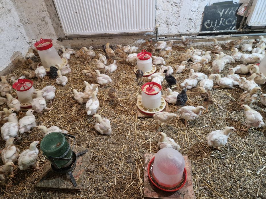 Vand pui zburați