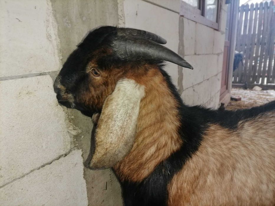 Vând 1 țap anglonubian