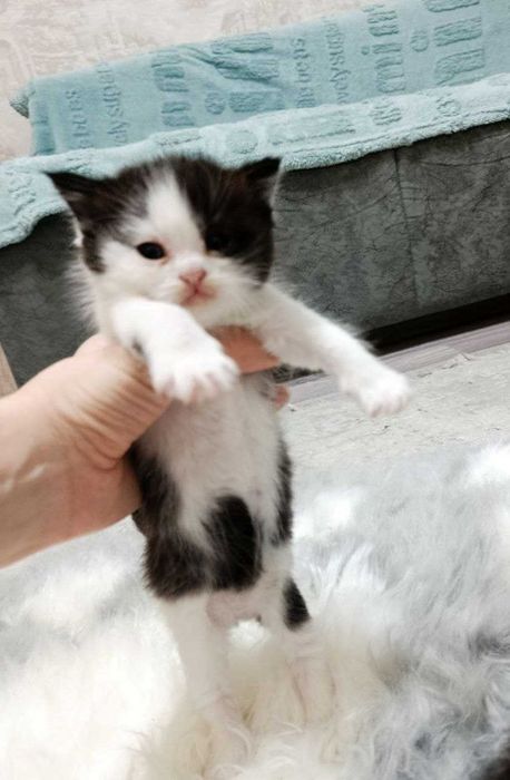 Котята скотиш страйт