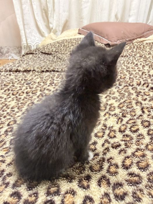 Котята бесплатно Астана