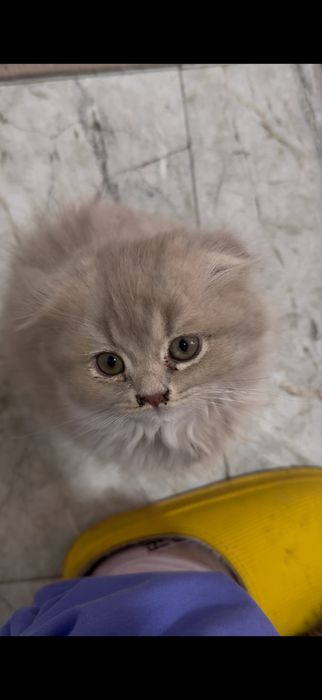 Продается котёнок