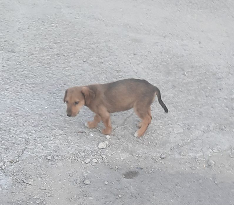 Щенки в хорошие и добрые руки.