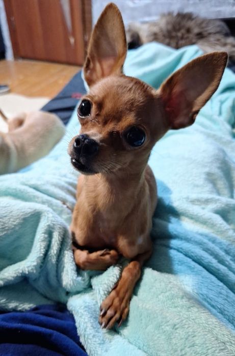 Мини тойчик ищет девочку для вязки