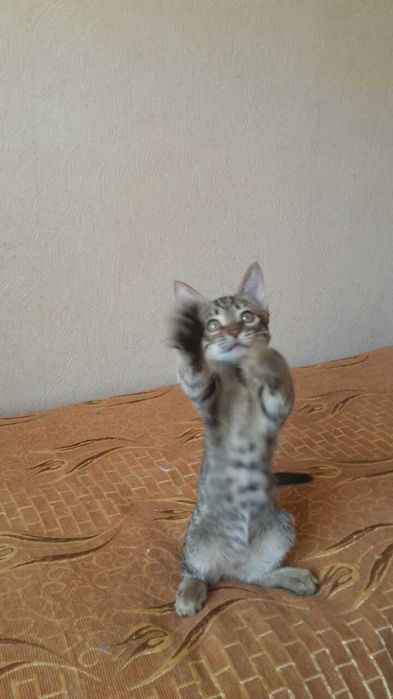 Котенок мальчик в хорошие и ответственные руки. Котёнку 3 месяца.