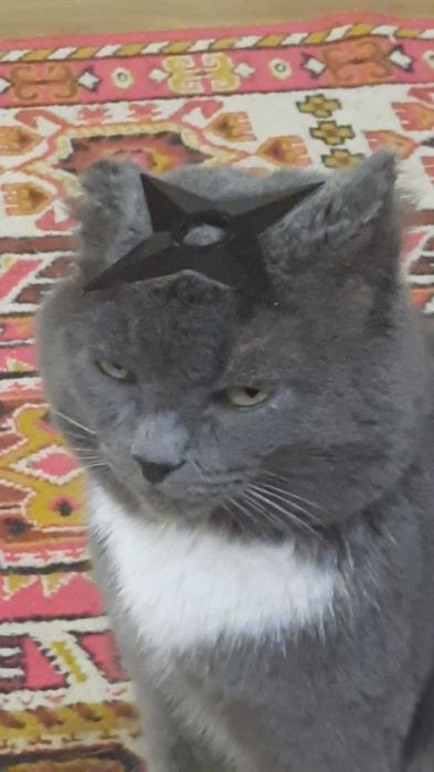 помогите найти кота