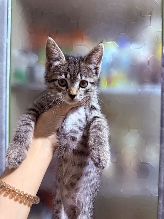 Кошка в хорошие руки