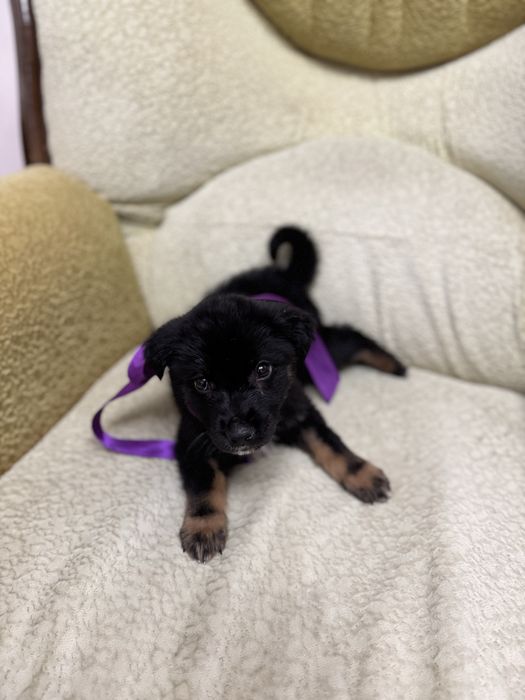 Пристраивается щеночек