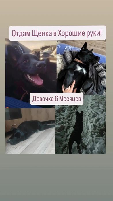 Отдам в хорошие руки