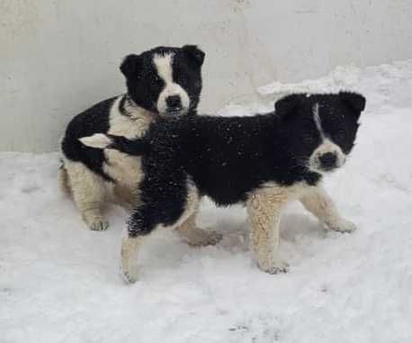 Очеровательные щенки ищут дом