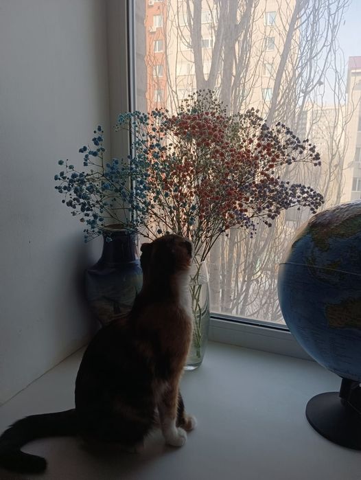 Отдаём кошку в добрые руки