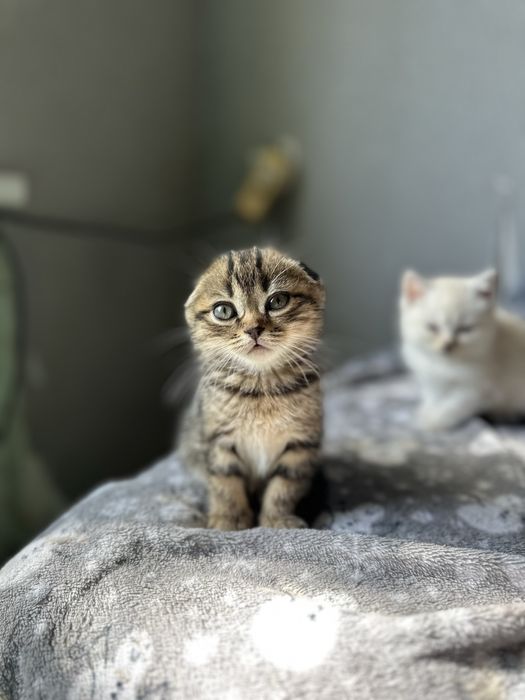 Продам шотладских котят