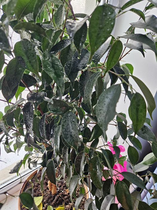 Фикус Бенджемина