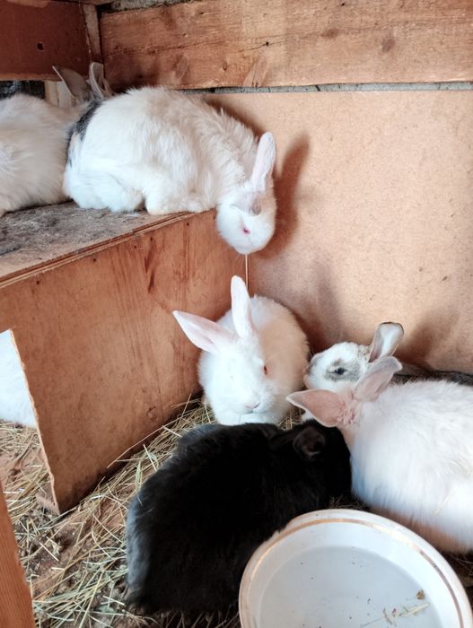 Продам крольчат трёх месячных