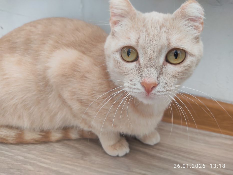 Кошки бесплатно.